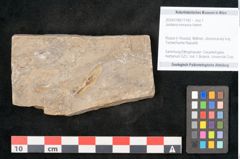 Foto (Objekt + Etikett) von Jordania moravica Helmh. (NHMW-GEO-2024-0188-11142)